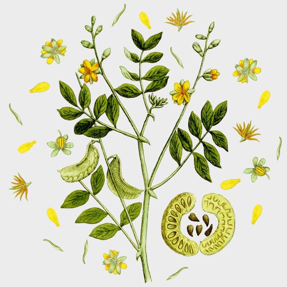 Meet your Posher, Sana - Picture 1 of 1